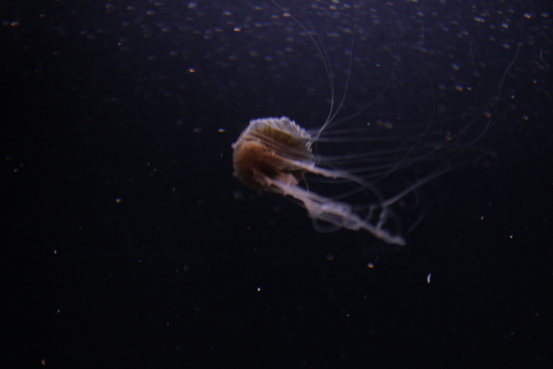 A picture of jellyfish on a deep ocean