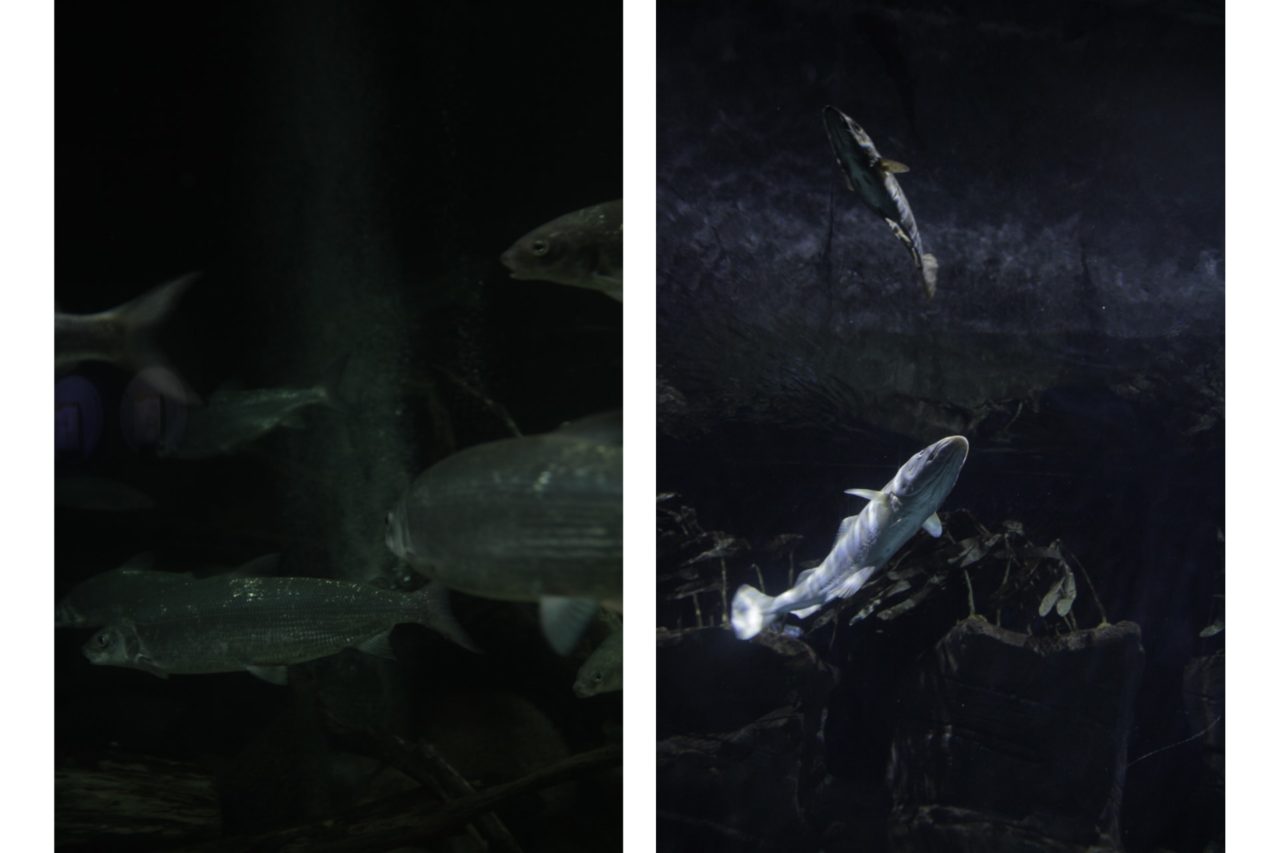 Absentia Images