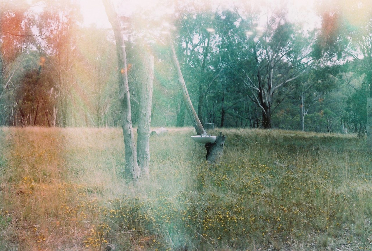 The Flightless Bird's still image