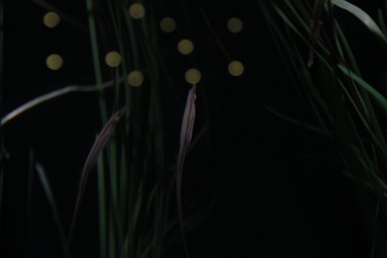 Bloom's still image