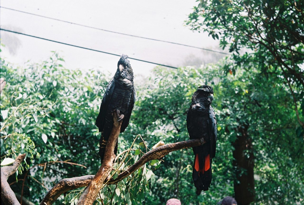 The Flightless Bird's still image