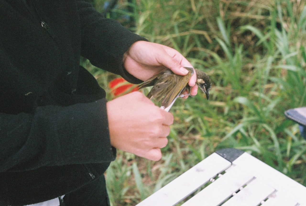 The Flightless Bird's still image