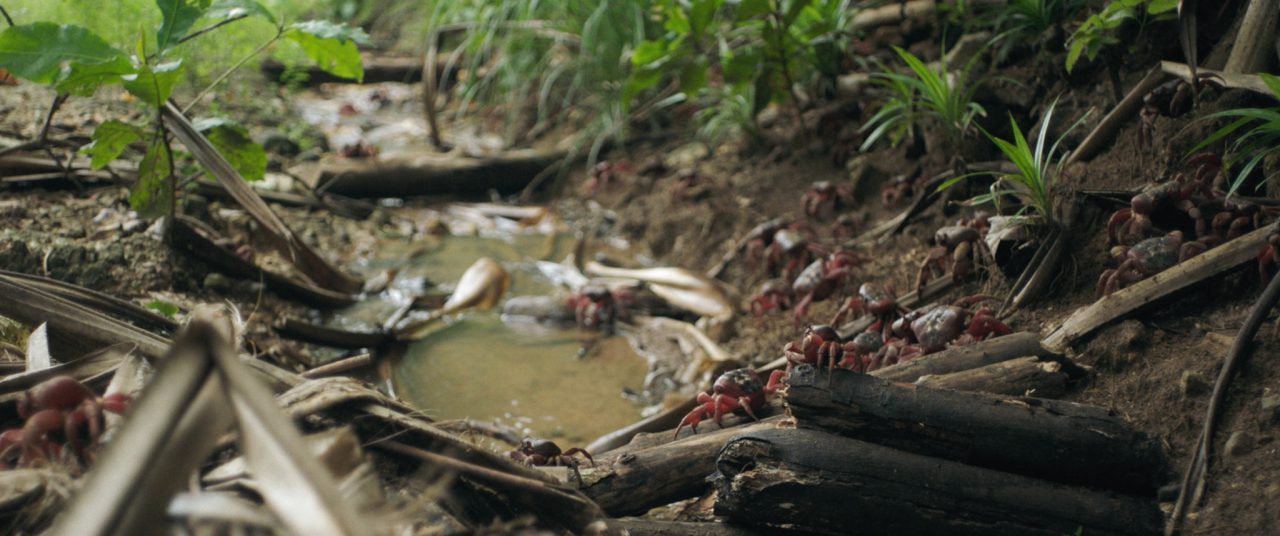 The Island's still image