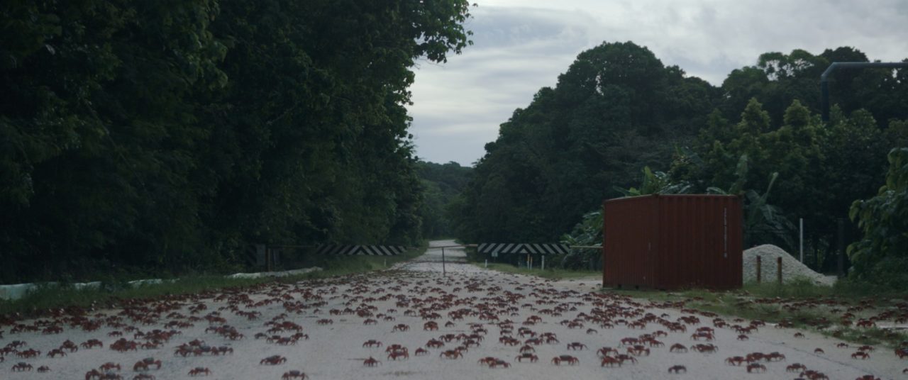 The Island's still image